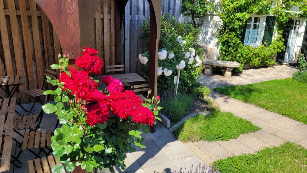 Rosen im Garten Lichdi Schwaigern 2024 im Juni