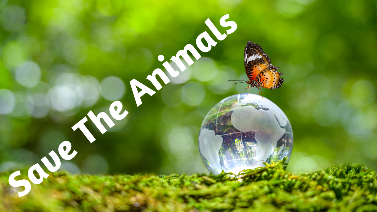 Save the Animals Bild